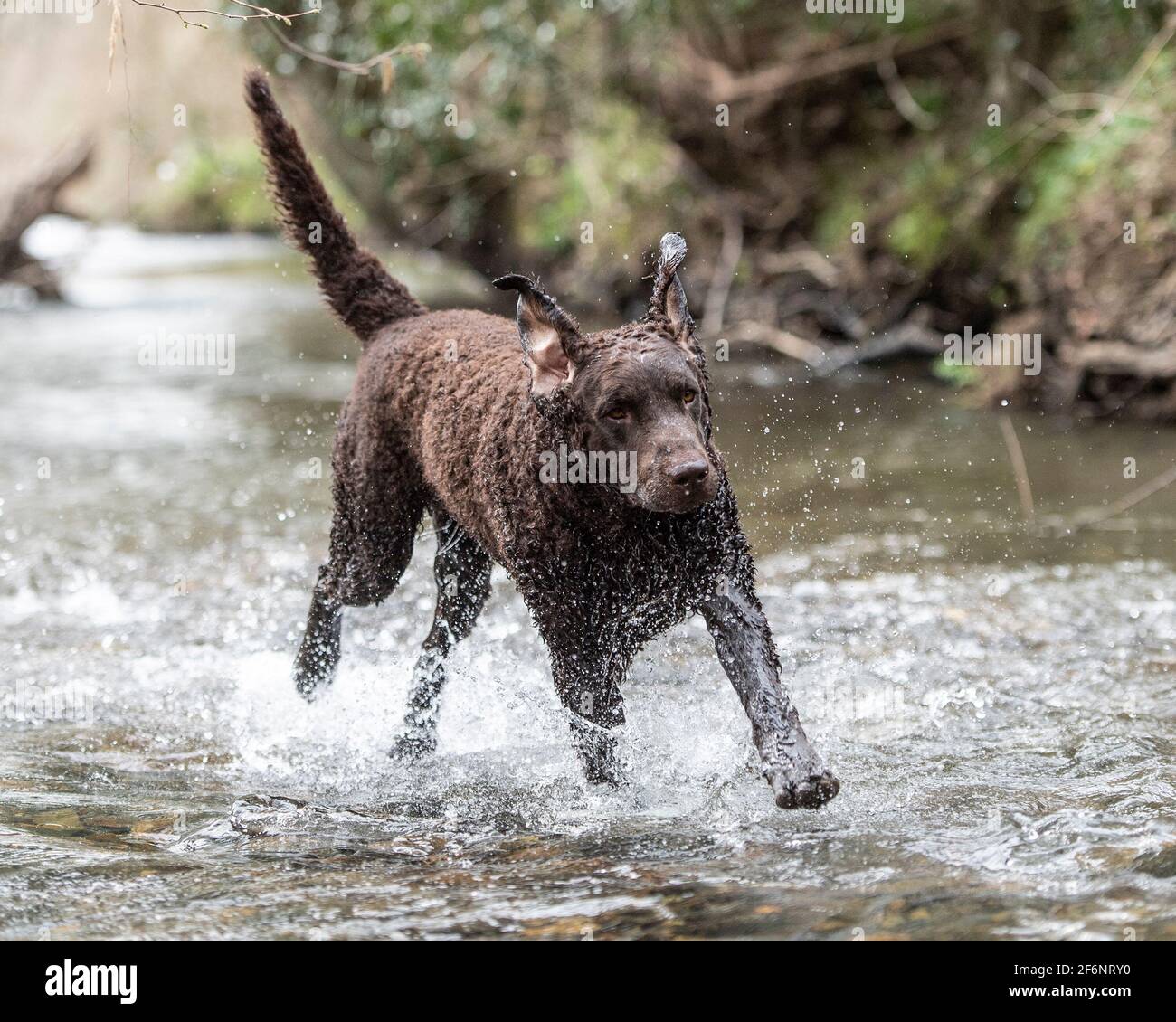 Lockig beschichteter Retriever-Hund Stockfoto