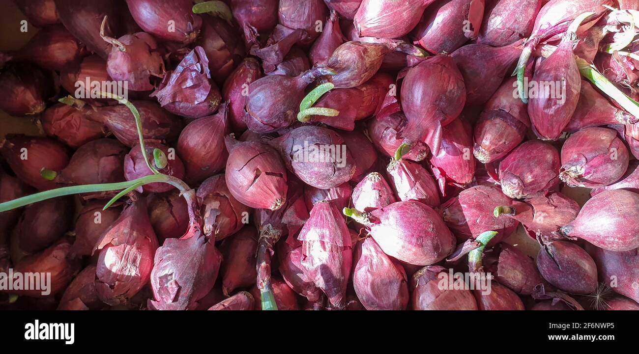 Eine Gruppe von rosa Blumen Hochwertige Foto Stockfoto