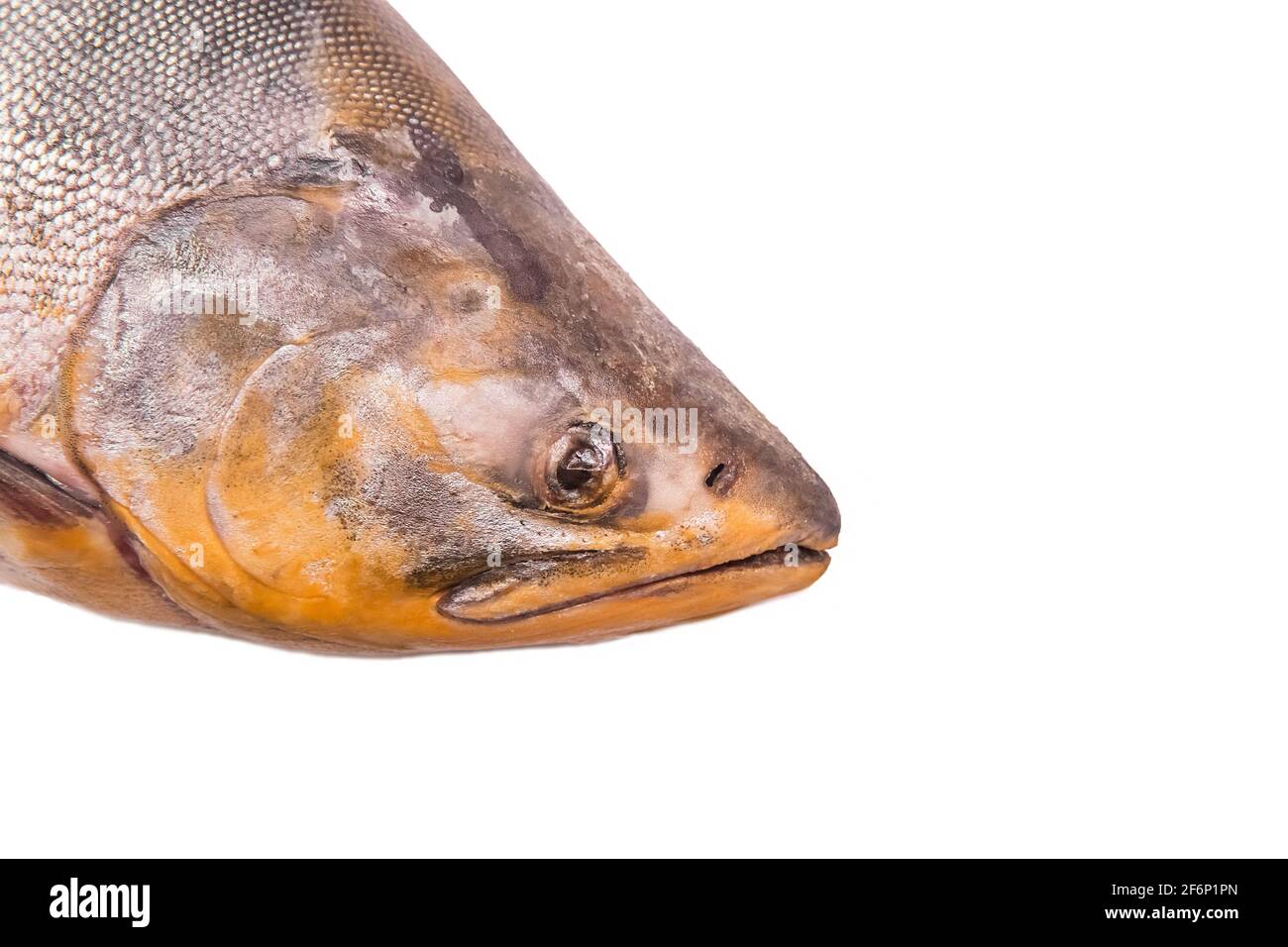 Minderwertige alte ungesunde Fischköpfe isoliert auf weißem Hintergrund, oxidiertes subkutanes Fett. Stockfoto