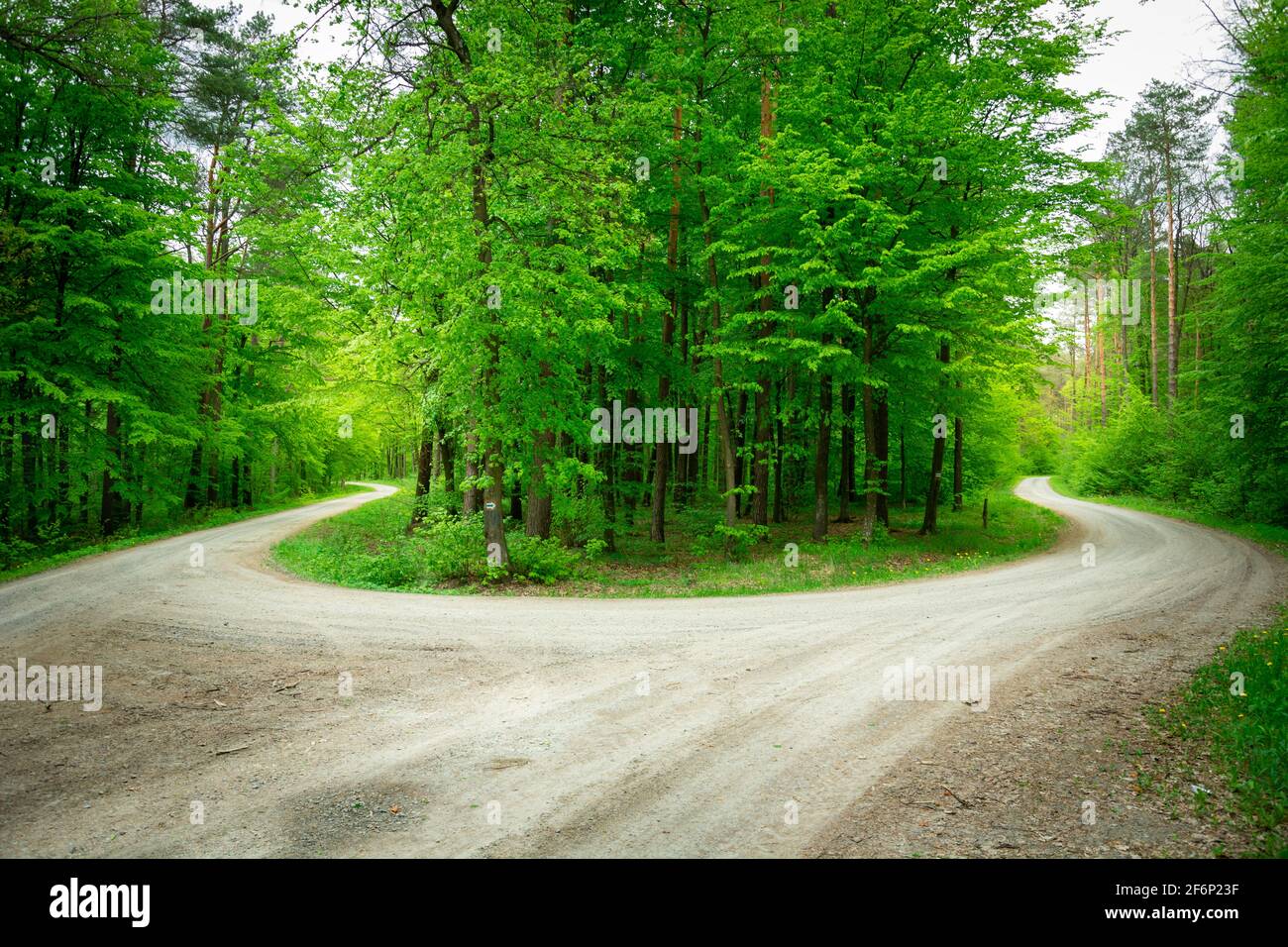Eine scharfe Wendung in einem grünen Wald, einer Insel mit Bäumen, Nowiny, Lubelskie, Polen Stockfoto