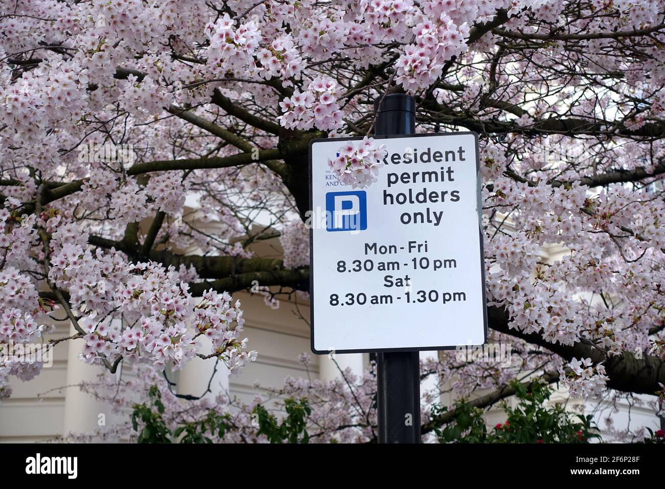 Blick auf einen Resident Permit nur Parkscheininhaber an Ein Pfosten mit hübscher Kirschblüte, die im Hintergrund blüht Stockfoto