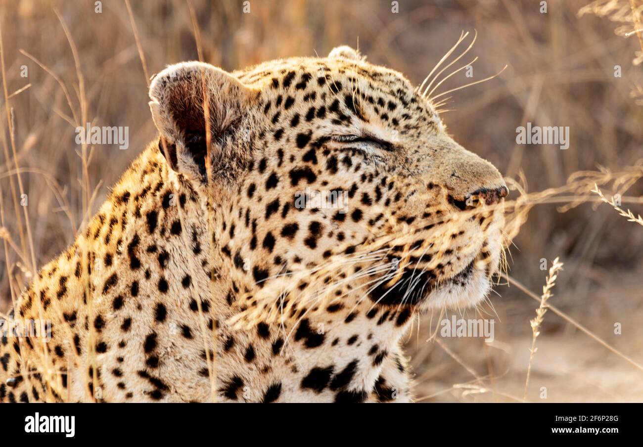 Leopard, chillen Stockfoto