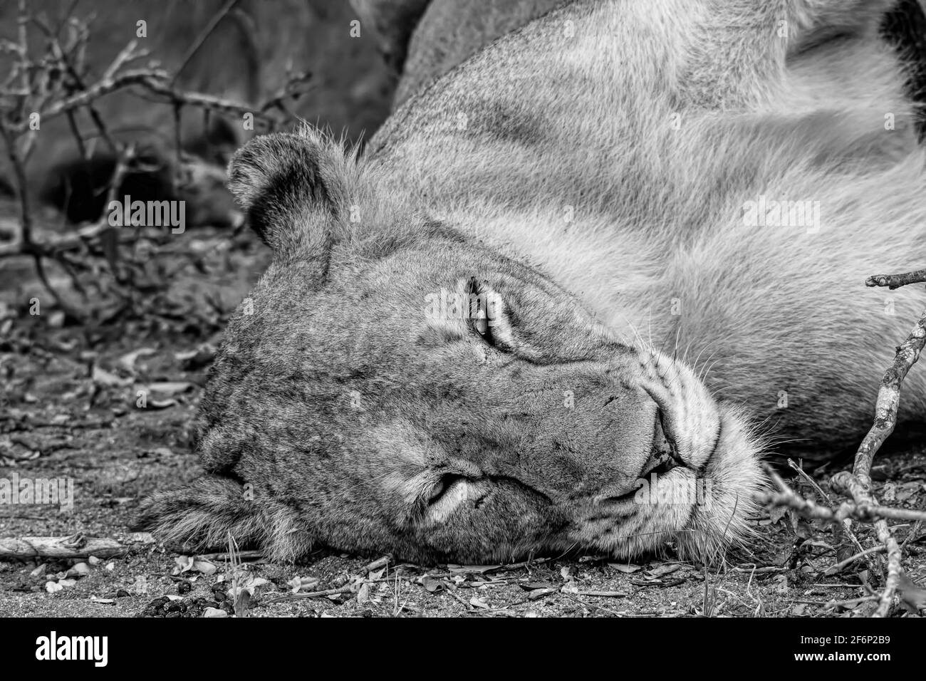Löwin in Ruhe - Schwarz und Weiß Stockfoto