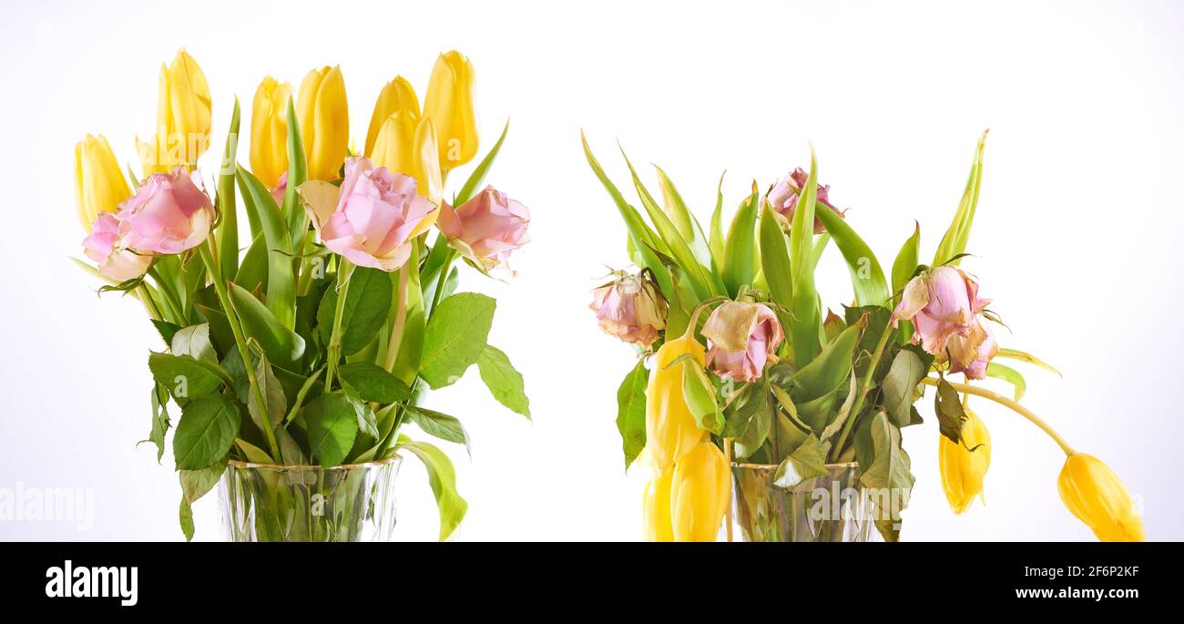 Verblassen und nicht verwelkt Bouquet von Rosen und gelben Tulpen Blumen wieder weißen Hintergrund. Konzept des Todes Blumenobjekt. Stockfoto