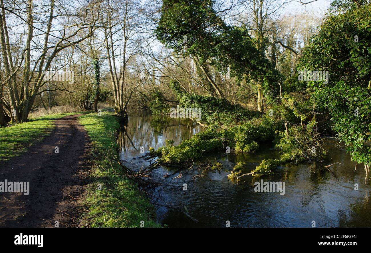 Gefallener Baum im Fluss entlang des Fußweges zwischen Nonnen Bridges und Nunnery Lakes, Thetford. Stockfoto