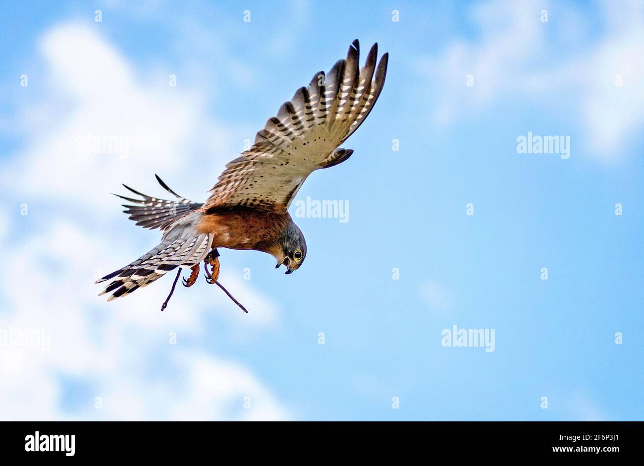 Falcon Tauche aus nächster Nähe ein Stockfoto
