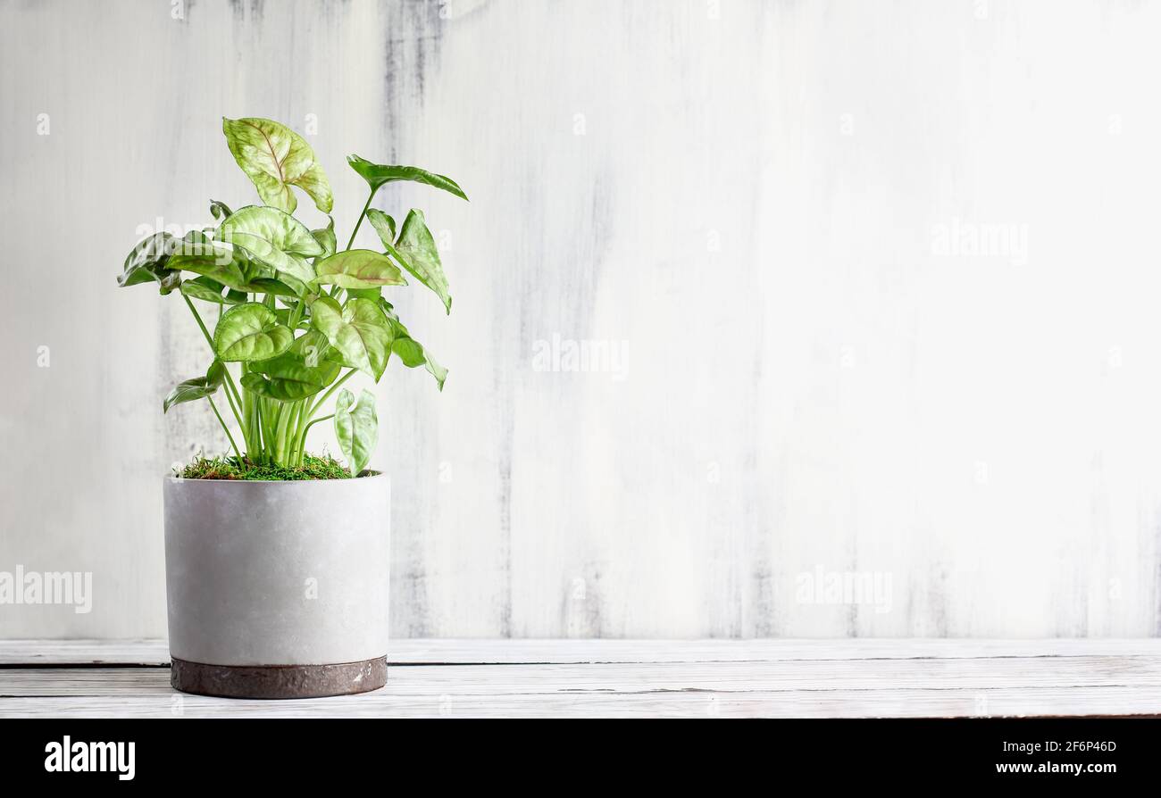 Topfed Arrowhead Plant, Syngonium Podophyyum, Zimmerpflanze über einem rustikalen Holztisch mit freiem Platz für Text. Stockfoto