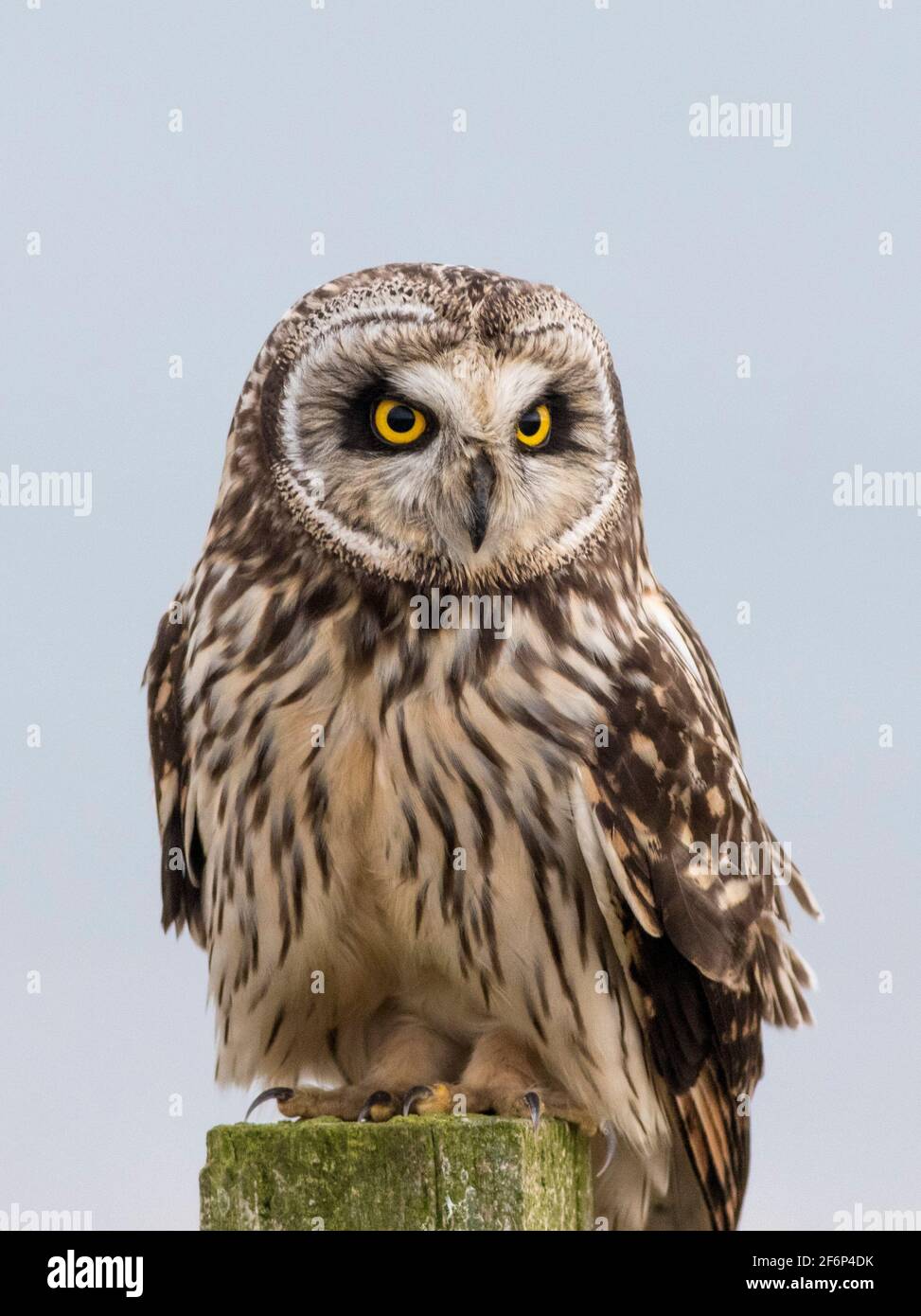 Kurzohreule auf einem Fencepost, Nordost-schottland Stockfoto