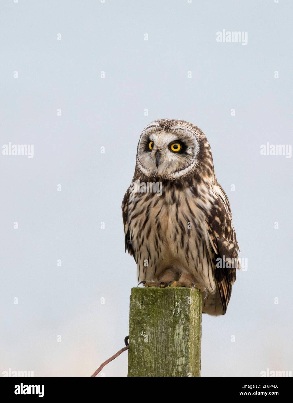 Kurzohreule auf einem Fencepost, Nordost-schottland Stockfoto