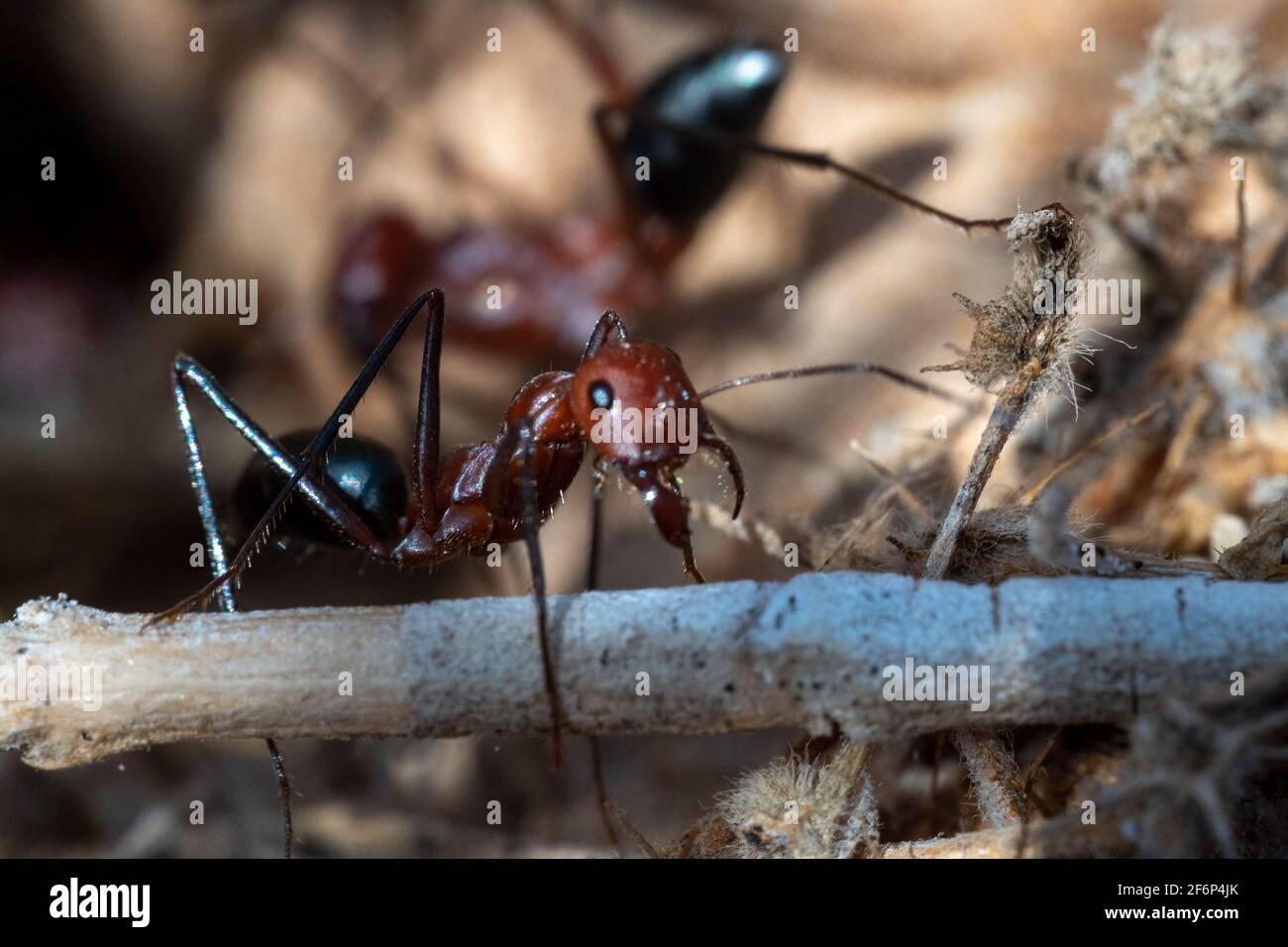 Sahara Desert Ameisen (Cataglyhis nodus) Makrofotografie fleißig arbeiten, Vereinigte Arabische Emirate. Teamarbeit, harte Arbeit und Einfallsreichtum Konzepte. Stockfoto