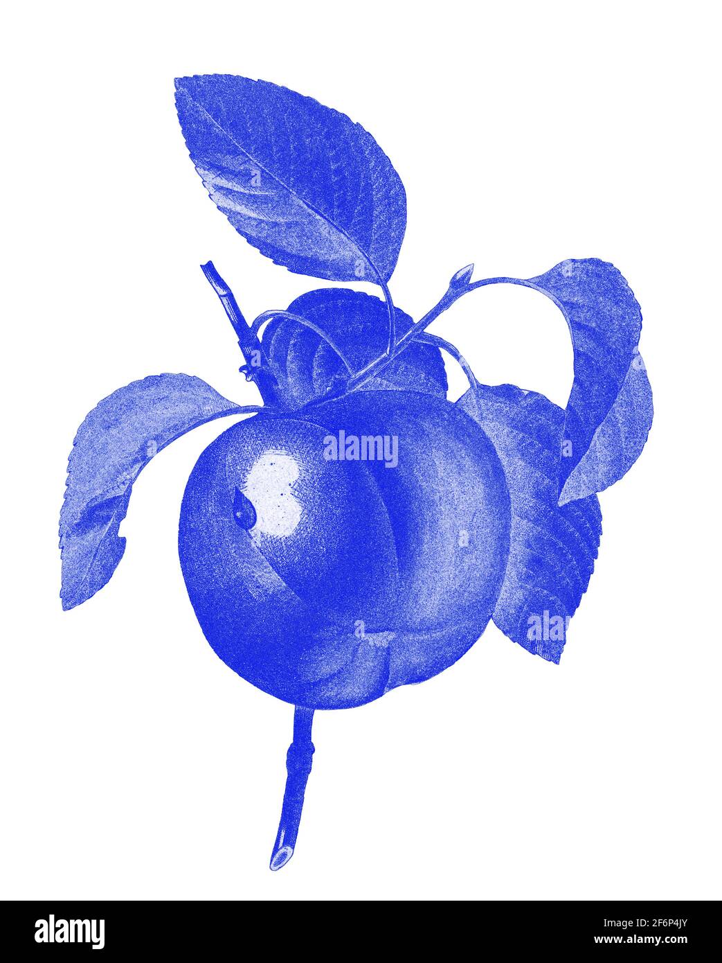 Digital verbesserte Abbildung einer handgemalten Gravurillustration eines Calville Blanc (Apfel) aus dem 19th. Jahrhundert von Pierre-Joseph Redoute. Veröffentlicht in Choi Stockfoto