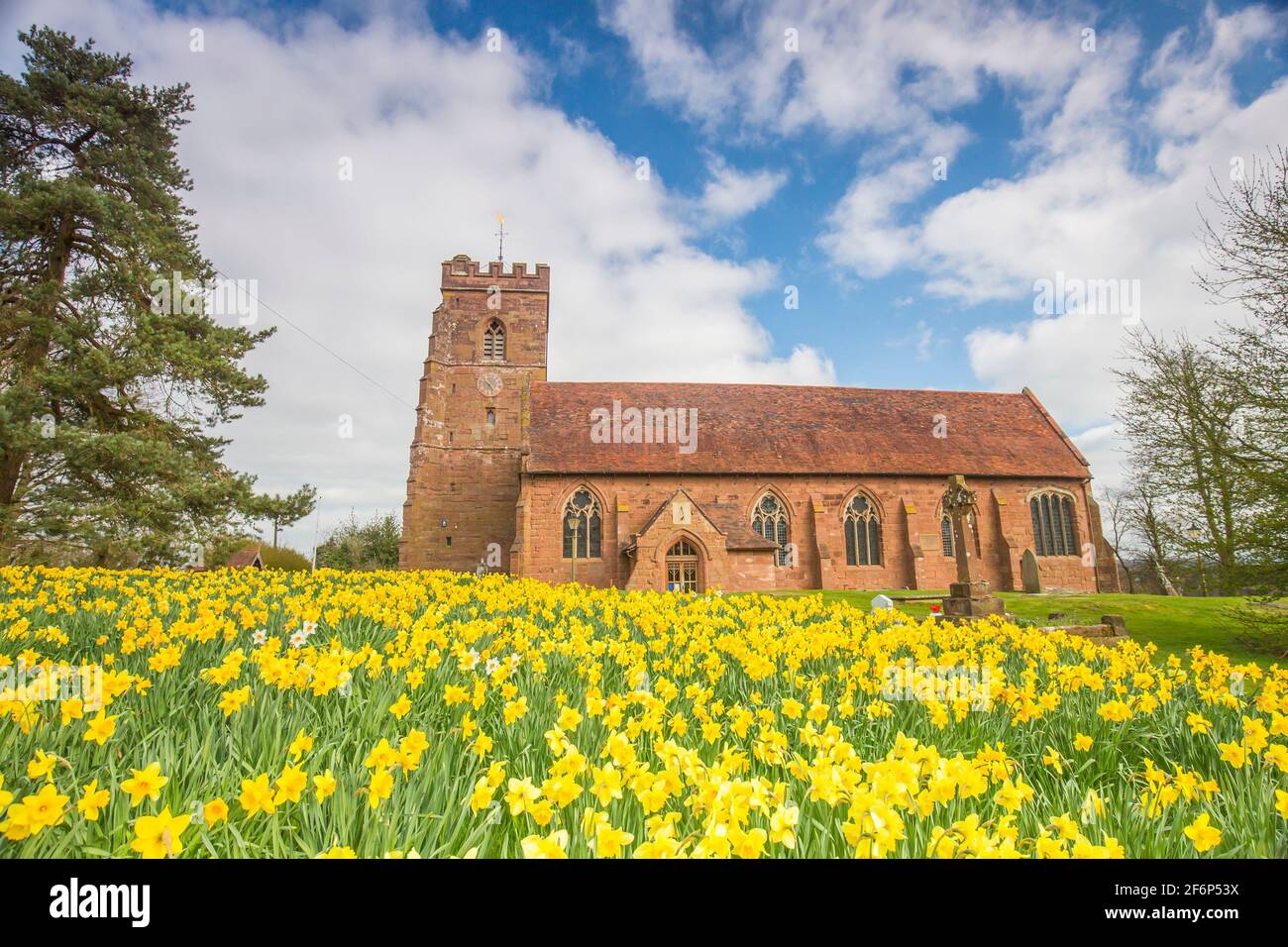 Stourbridge, Großbritannien. April 2021. Wetter in Großbritannien: Nach einem kalten Start sehen die meisten Midlands heute Morgen einige sonnige, helle Zaubersprüche, obwohl die Temperaturen an diesem Karfreitag nicht weit über 11-12 Grad Celsius erreichen werden. Noch in der Covid-19-Sperre wiegen diese schönen goldenen Narzissen sanft in der nordöstlichen Brise, ungestört von einer merklich abwesenden Kirchengemeinde. Kredit: lee Hudson/Alamy Live Nachrichten Stockfoto