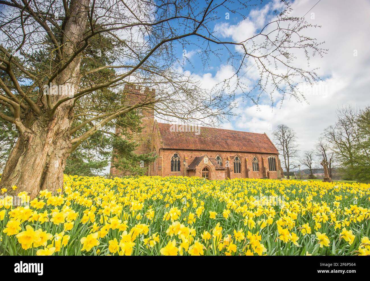 Stourbridge, Großbritannien. April 2021. Wetter in Großbritannien: Nach einem kalten Start sehen die meisten Midlands heute Morgen einige sonnige, helle Zaubersprüche, obwohl die Temperaturen an diesem Karfreitag nicht weit über 11-12 Grad Celsius erreichen werden. Noch in der Covid-19-Sperre wiegen diese schönen goldenen Narzissen sanft in der nordöstlichen Brise, ungestört von einer merklich abwesenden Kirchengemeinde. Kredit: lee Hudson/Alamy Live Nachrichten Stockfoto