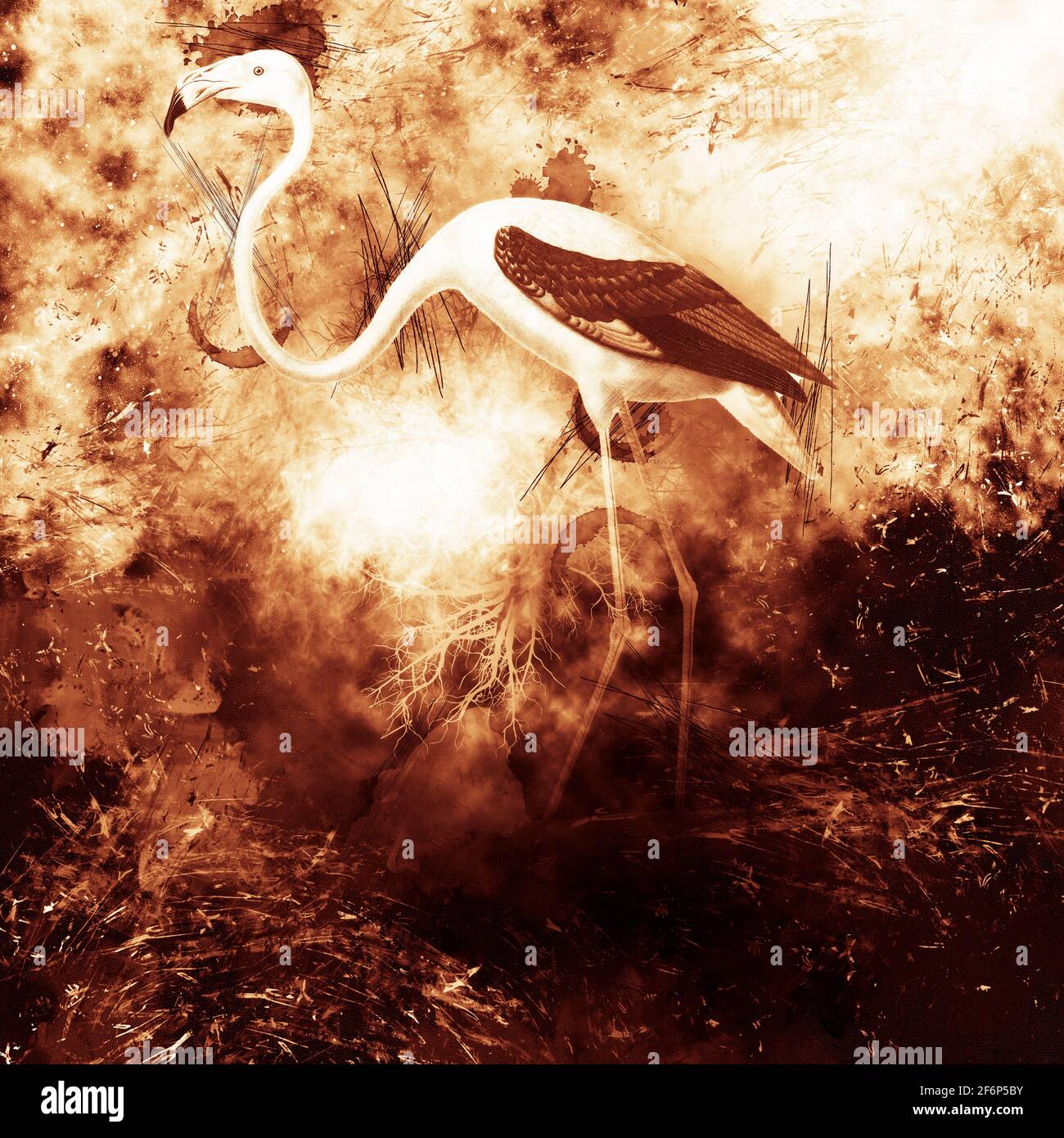 Digital erweiterte Illustration eines amerikanischen Flamingos (Phoenicopterus ruber [hier als Phoenicopterus americanus]). Die amerikanische (oder karibische) Flam Stockfoto