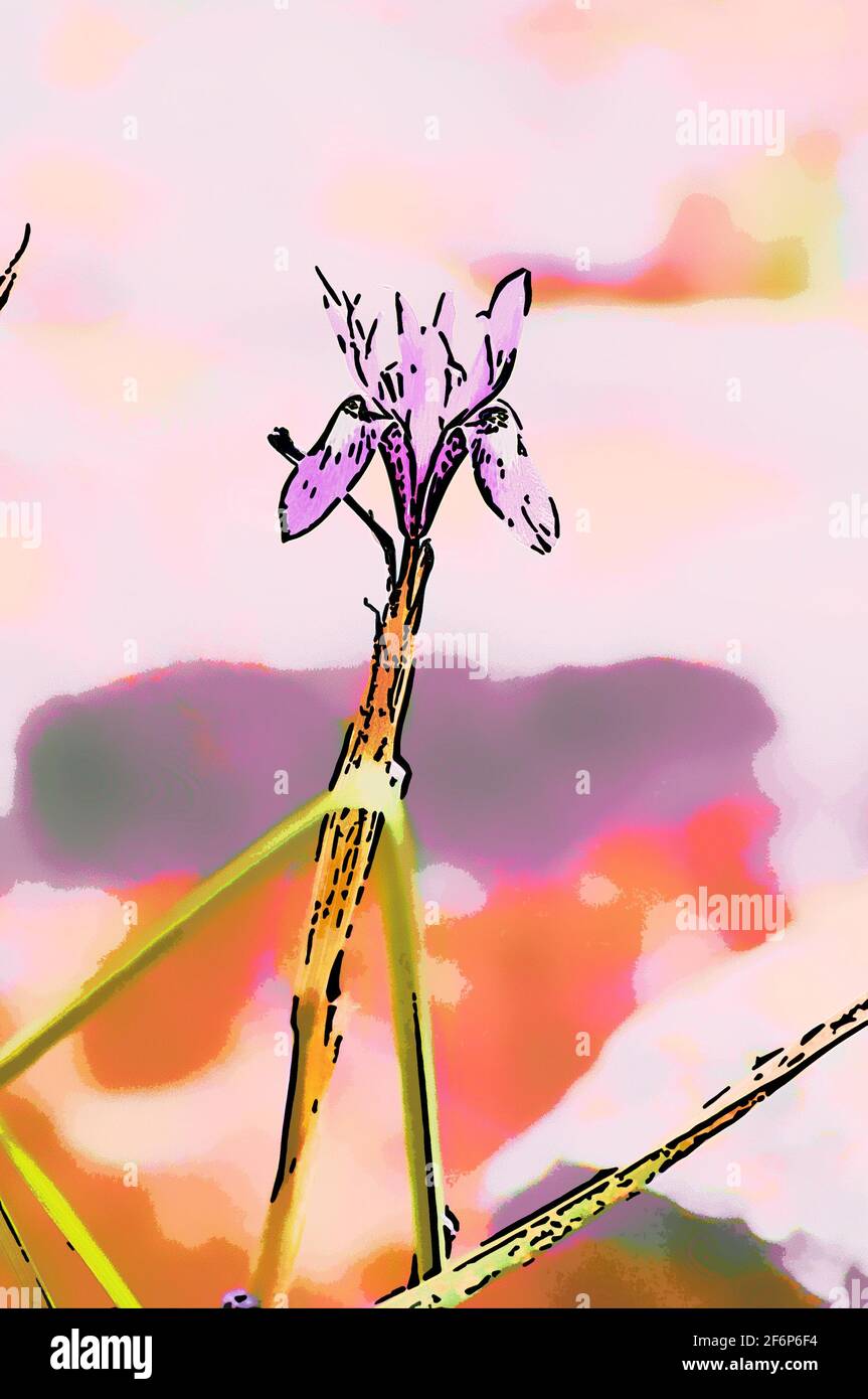 Digital verbessertes Bild einer Blauen Iris oder Barbarenmutter, (Moraea sisyrinchium syn. Gynandriris sisyrinchium) fotografiert in Israel im März einen Zwerg ir Stockfoto