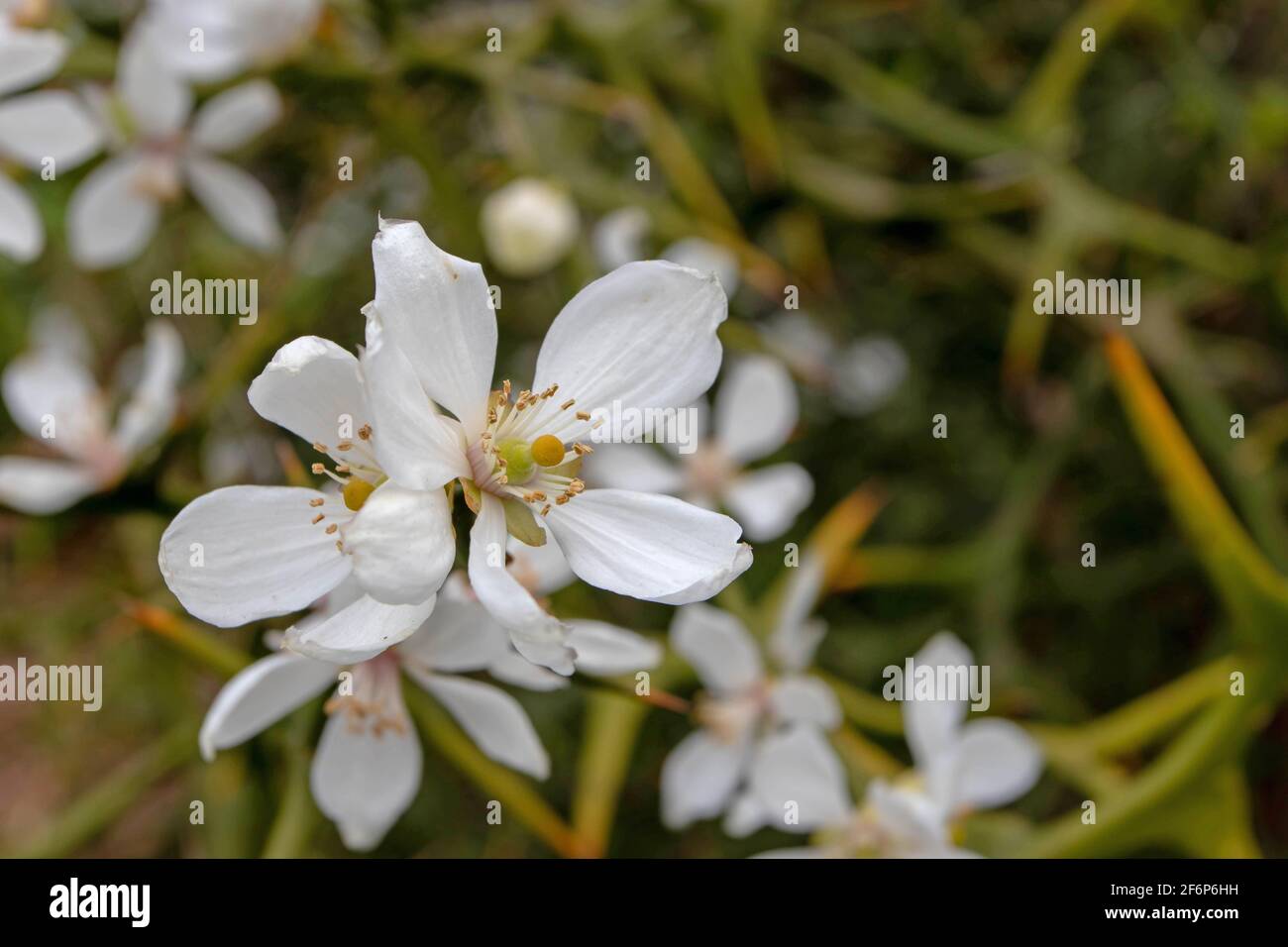 Dreiblättrige orange weiße duftende Blüten. Poncirus trifoliata blühende Pflanze. Stockfoto