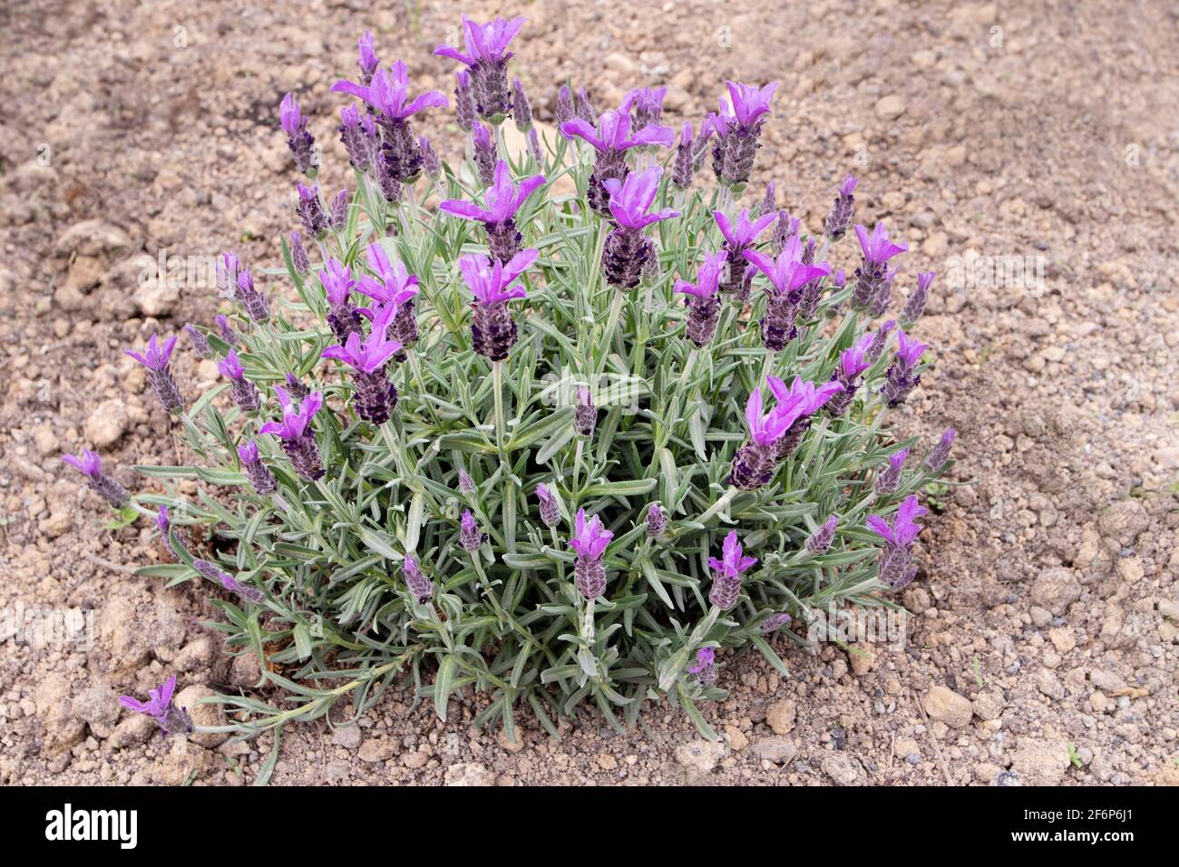 Spanischer Lavendel oder lavandula stoechas Busch. Französisch oder gekrönt Lavendel blühende Pflanze. Frühling lila Blütenspitzen und silbrige Blätter. Stockfoto