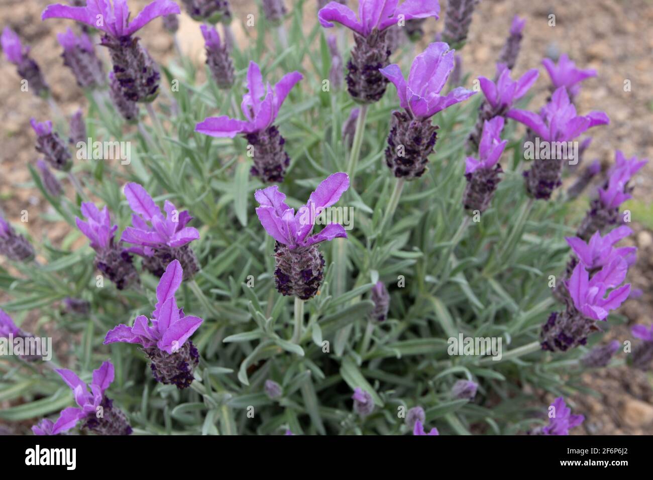 Lavandula stoechas oder spanische oder gekrönte oder französische Lavendelblühende Pflanze. Frühling lila Blütenspitzen. Stockfoto