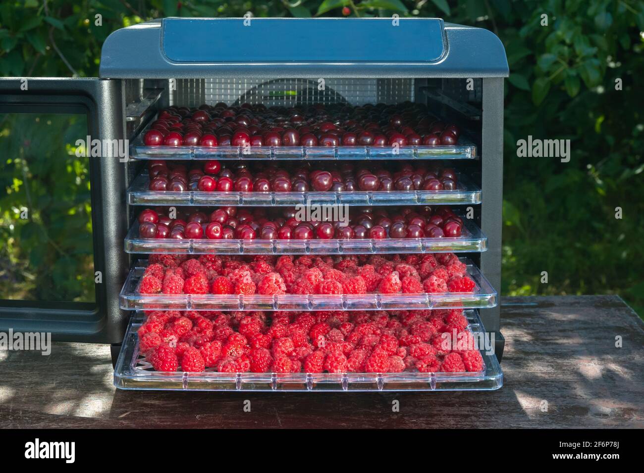 Frische Kirschen und Himbeeren bereit für die Dehydrierung in einer elektrischen Trocknungsmaschine für die Heimtrocknung von Früchten und Beeren. Stockfoto