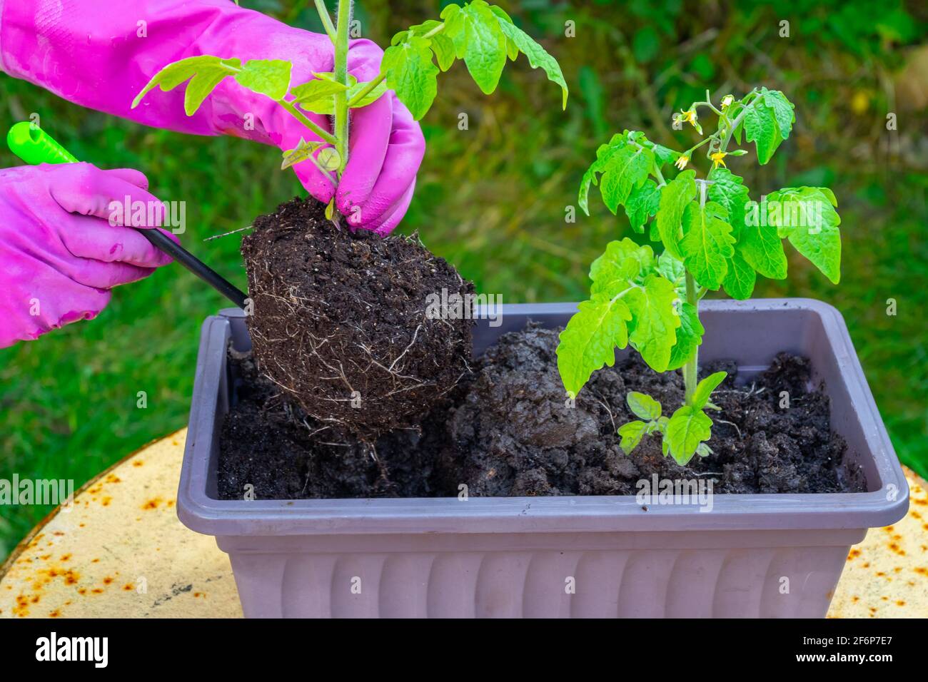 Hände einer Frau transplantieren Tomatensämlinge aus einer Schachtel in den Boden. Stockfoto