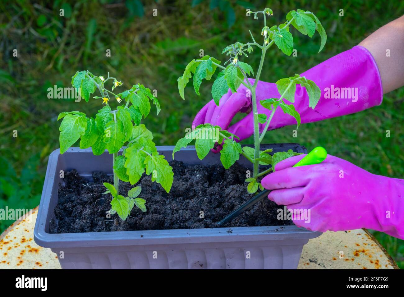Hände einer Frau transplantieren Tomatensämlinge aus einer Schachtel in den Boden. Stockfoto