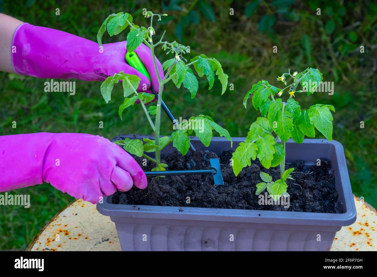 Hände einer Frau transplantieren Tomatensämlinge aus einer Schachtel in den Boden. Stockfoto