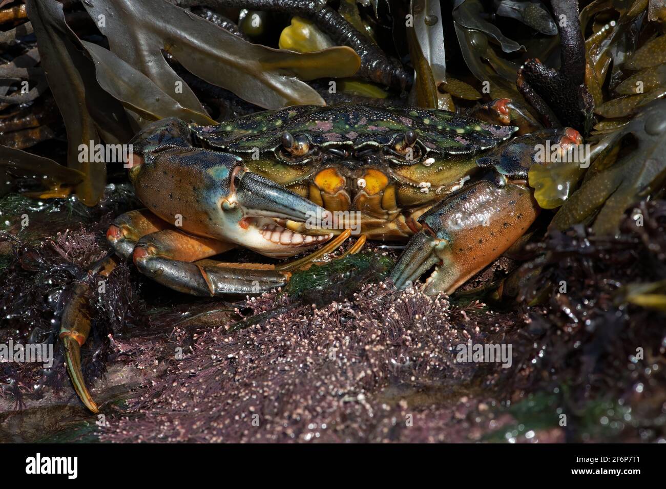 Europäische Grüne Krabbe (Carcinus maenas), 73 einzelne Bilder mit einem Vergrößerungsverhältnis von 1:1 gestapelt, um immense Details und Schärfentiefe zu liefern Stockfoto