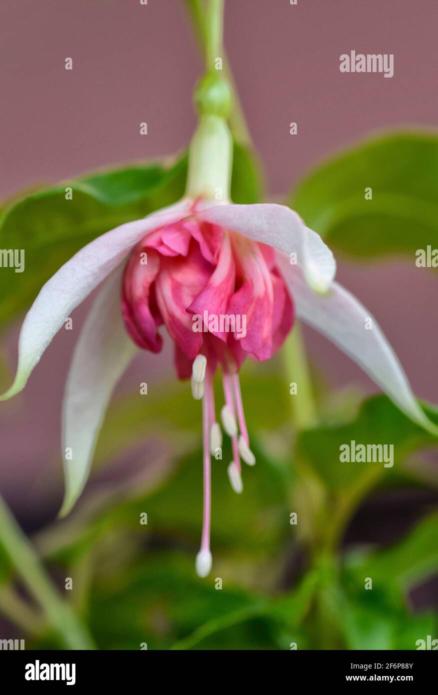 Rosa und weiße Fuchsia Blume Stockfoto