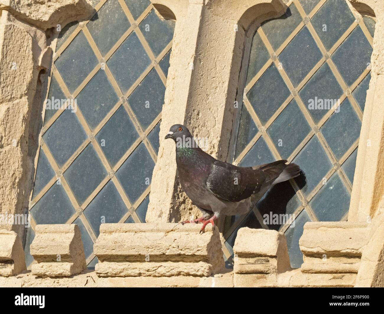 Feral Pigeon on on Cromer Church, Cromer, Norfolk Stockfoto