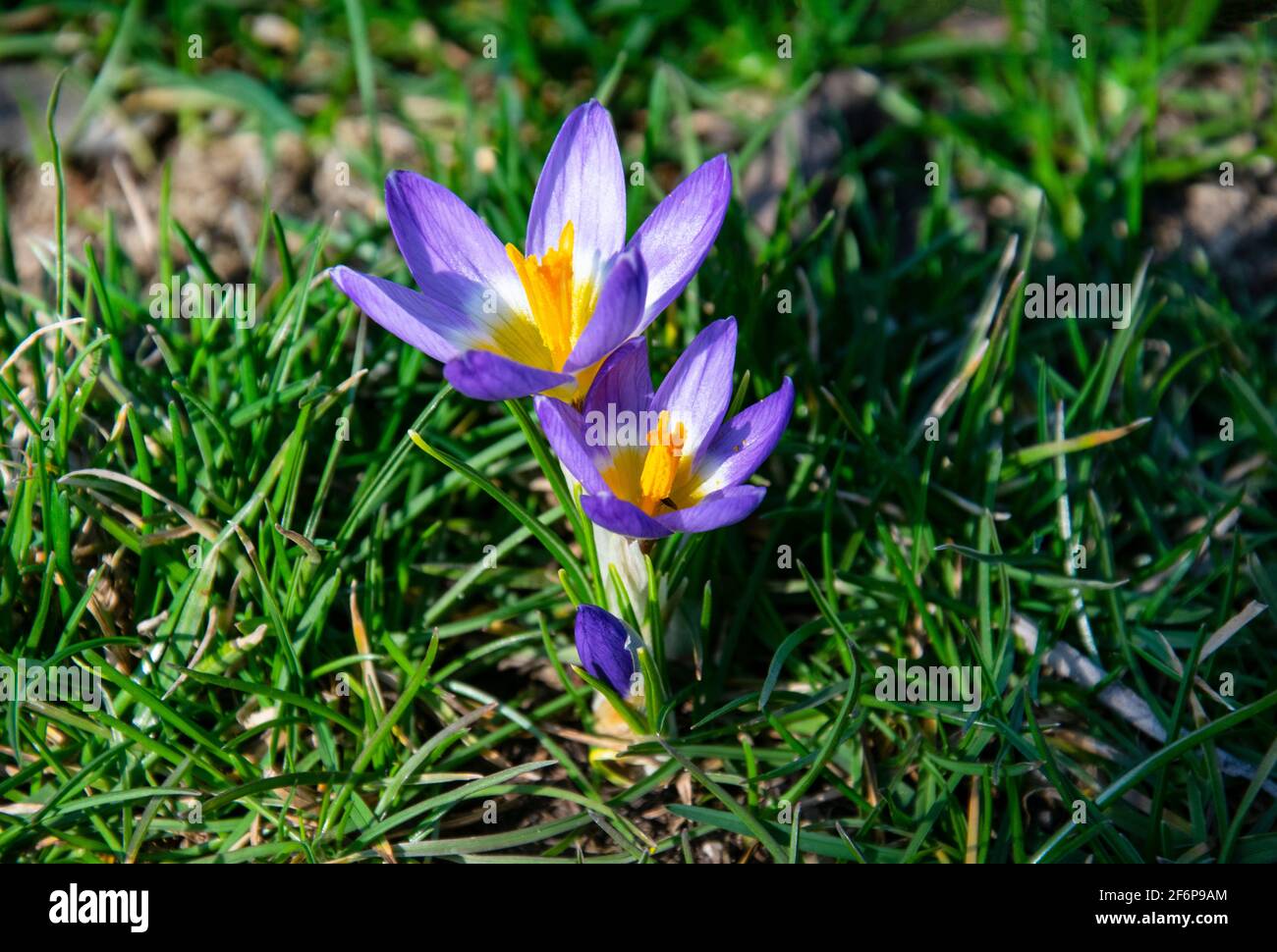 Wunderschöne frühlingshafte violette, weiße, gelbe Krokusse, riesige Krokusse auf einem grünen Rasen. Frühlingsblumen. Primeln. Anfang Frühling. Stockfoto