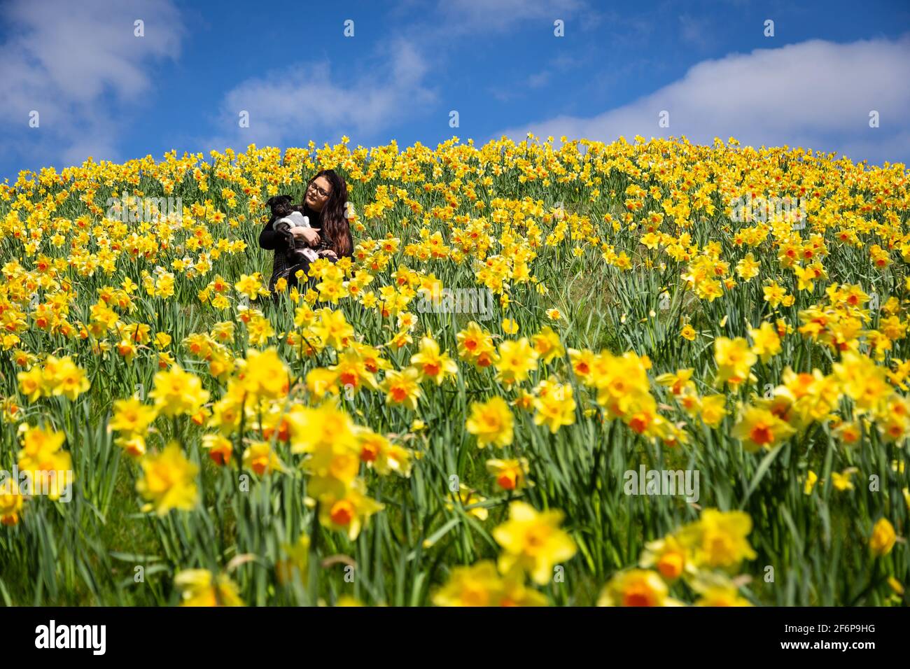 Telford, Shropshire, Großbritannien. April 2021. Eine Frau geht mit ihrem Hund unter 170,000 Narzissen im Stadtzentrum von Telford. Die Narzissen wurden 2018 auf dem Hollingsgate Mound gepflanzt, um an das 50-jährige Bestehen der Stadt zu erinnern. Jede der 170,000 Blumen repräsentiert einen Bewohner. Kredit: Peter Lopeman/Alamy Live Nachrichten Stockfoto