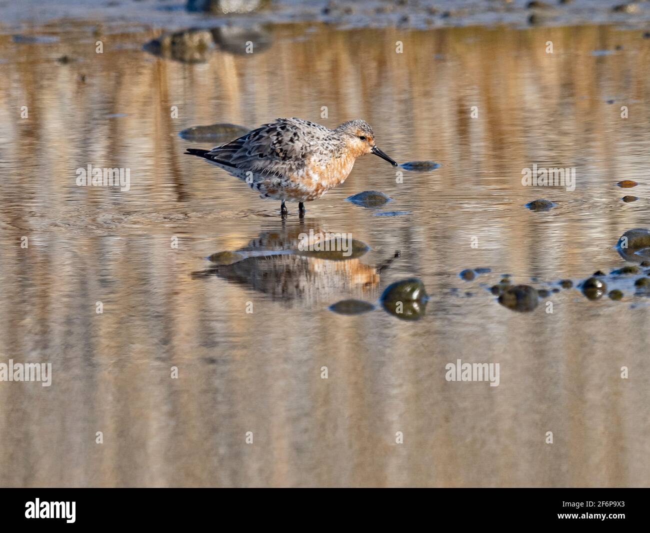 Red Knot, Calidris canutus, der sich in das Brutgefieder hineinlässt, North Norfolk, Frühling Stockfoto