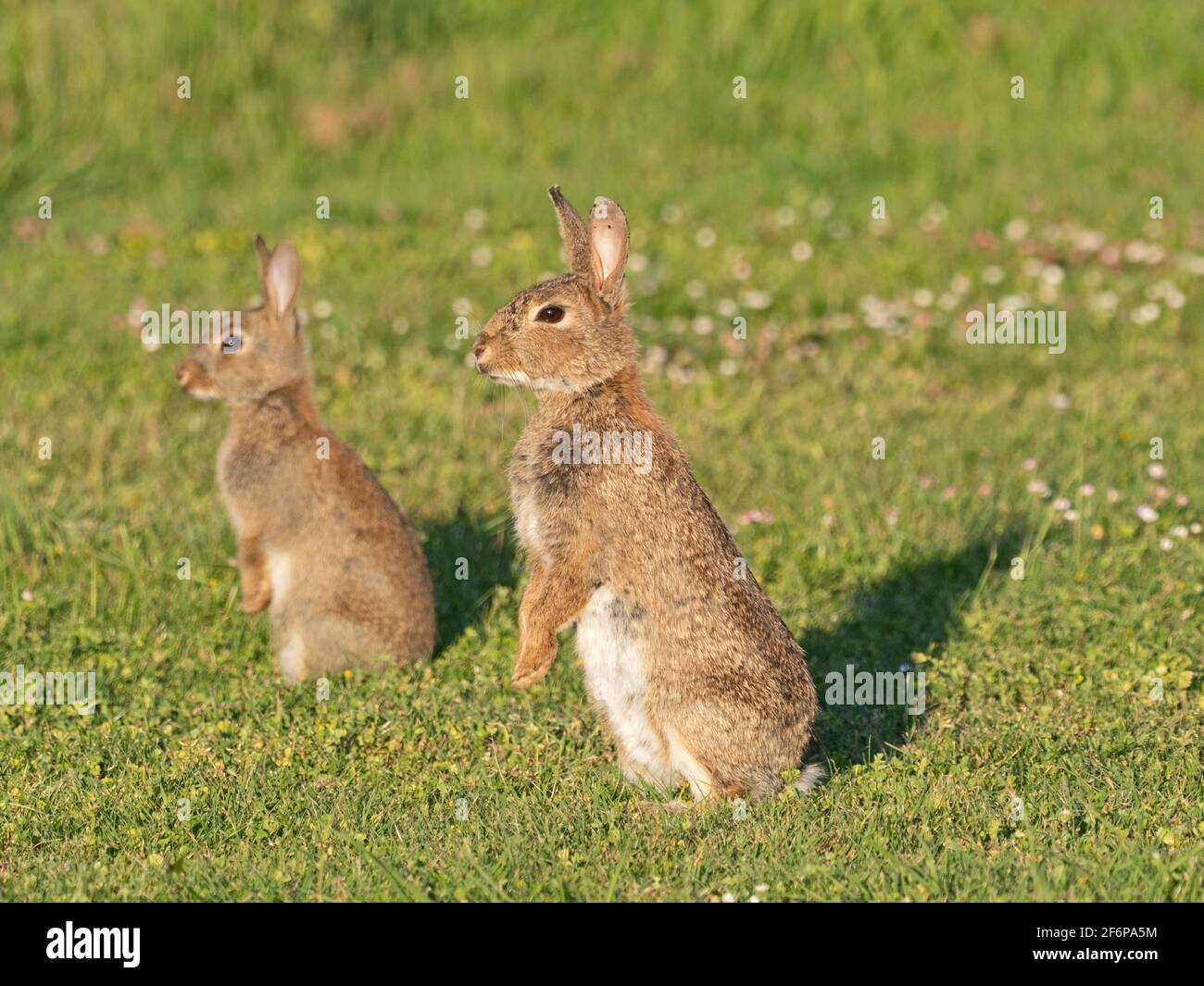 Europäisches Kaninchen, Oryctolagus cuniculus, junge wachsam, Norfolk Sommer Stockfoto
