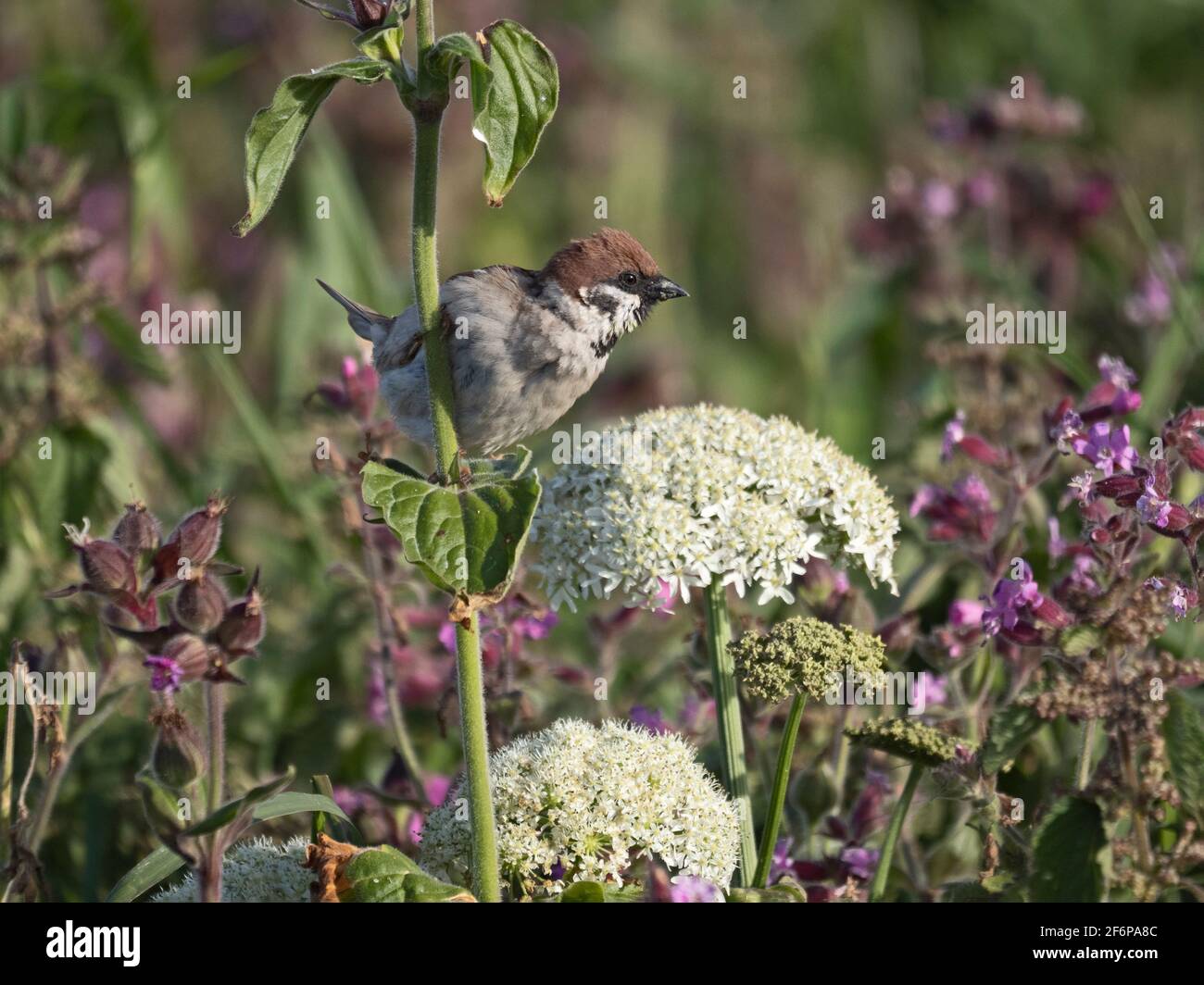 Baumsparrow, Passer Montanus, Erwachsener, Bempton Cliffs RSPB Reserve, Yorkshire, Frühsommer Stockfoto