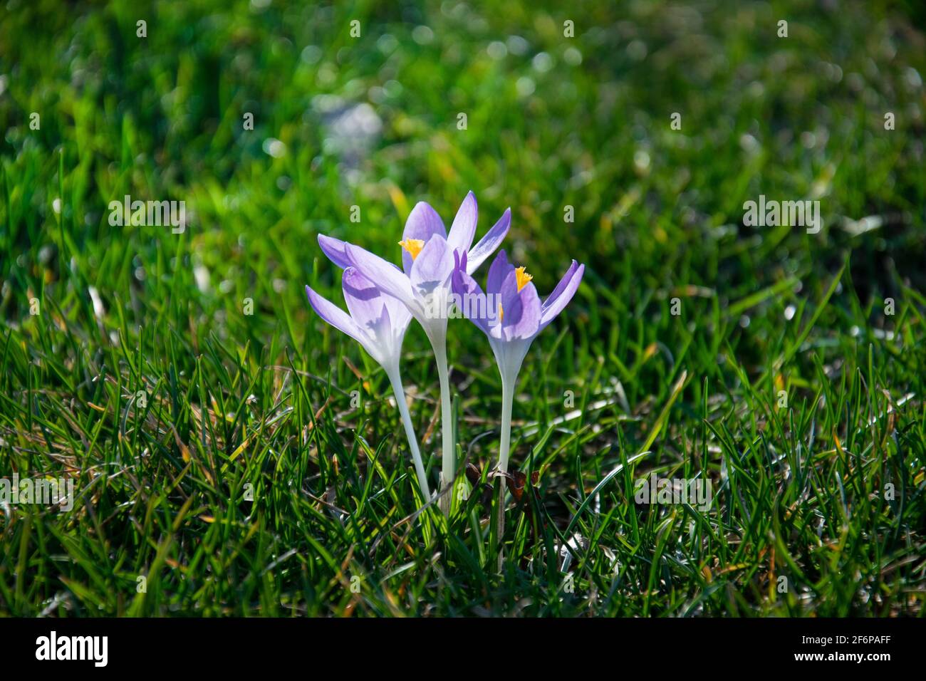 Wunderschöne frühlingshafte violette, weiße, gelbe Krokusse, riesige Krokusse auf einem grünen Rasen. Frühlingsblumen. Primeln. Anfang Frühling. Stockfoto