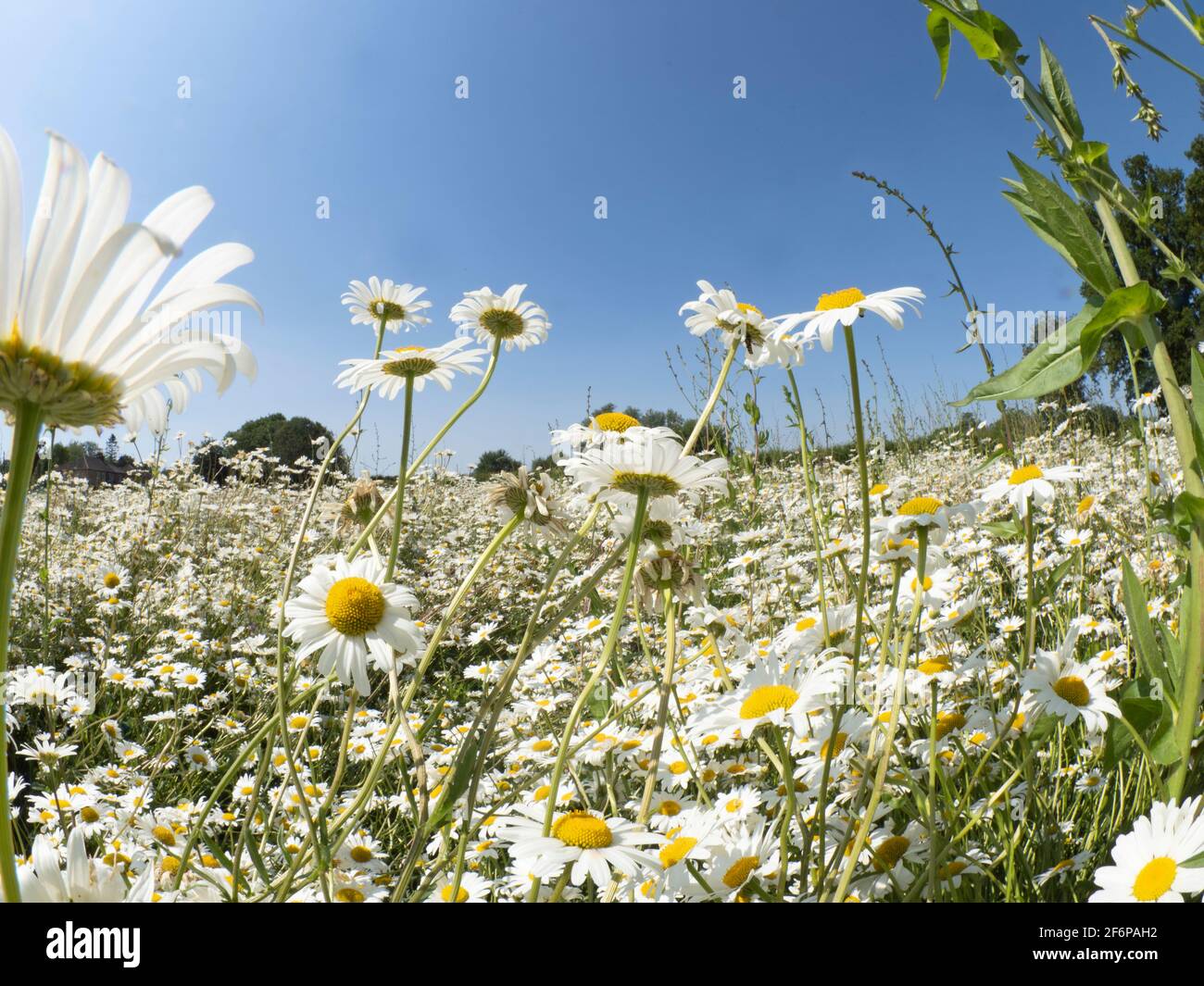 Oxeye Daisy Leucanthemum vulgare, Wiese auf Lodge Farm, Westhorpe, Suffolk, Juni Stockfoto