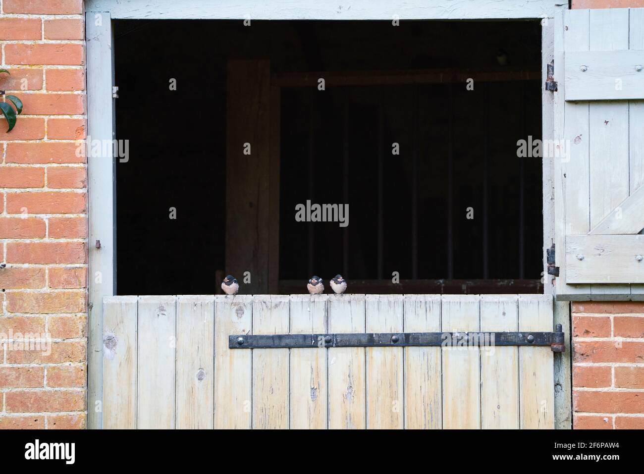 Scheune Schwalben, Hirundo rustica, jung gerade aus einem Nest in einer Scheune von den Eltern gefüttert, während auf Scheune Tür, Briston, North Norfolk, September Stockfoto