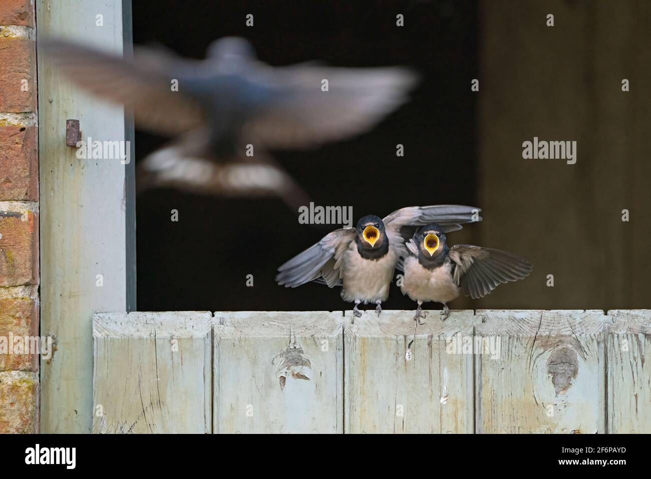 Scheune Schwalben, Hirundo rustica, jung gerade aus einem Nest in einer Scheune von den Eltern gefüttert, während auf Scheune Tür, Briston, North Norfolk, September Stockfoto
