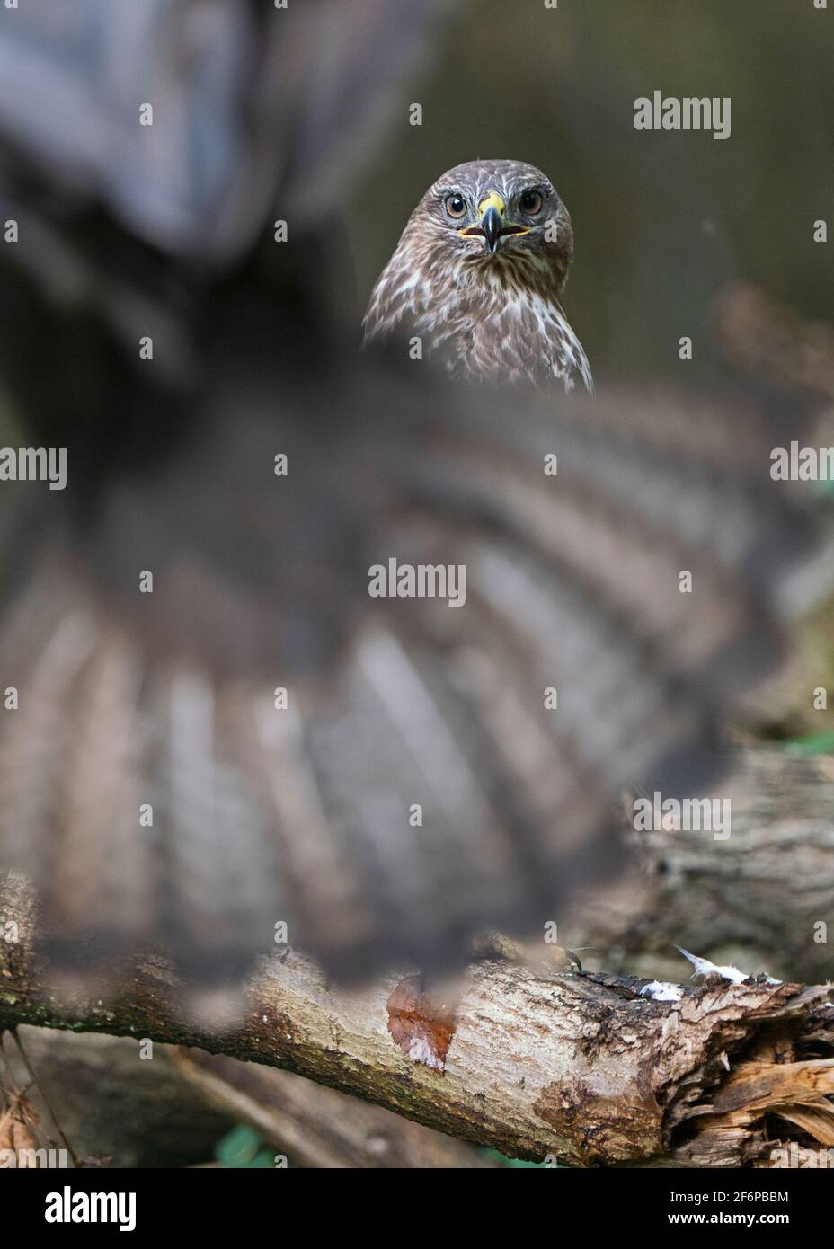 Gemeiner Bussard, Buteo buteo im Wald, North Norfolk, Winter Stockfoto