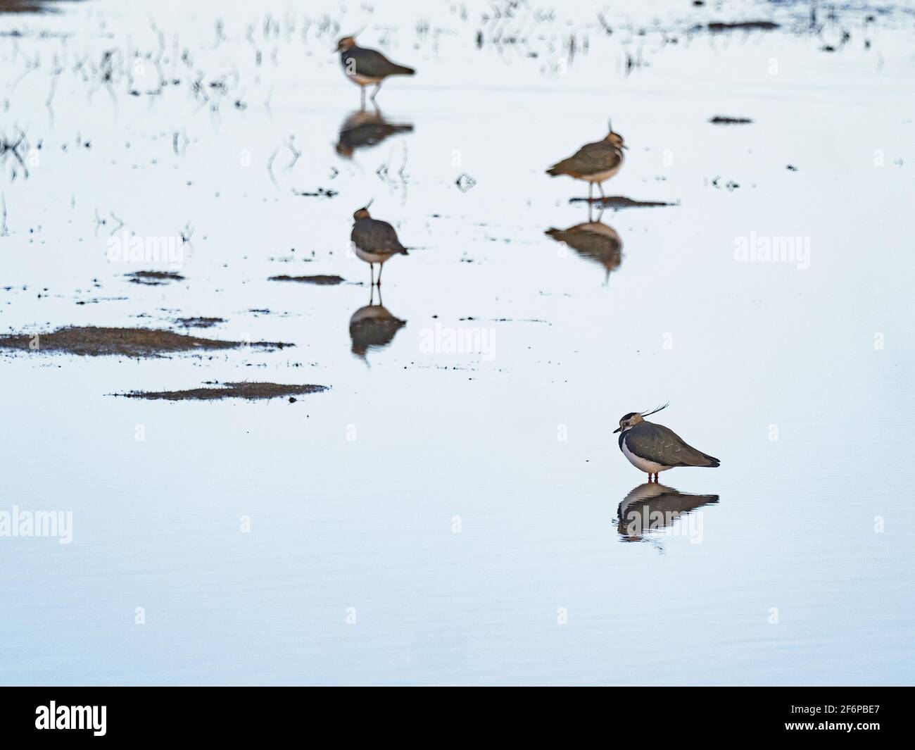 Kiebitz, Vanellus vanellus on flood, Cley, Norfolk, Winter Stockfoto