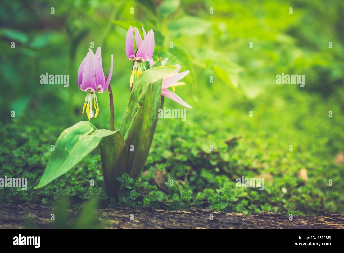 Sibirische Rehlilie (Erythronium sibiricum). Selektiver Fokus. Stockfoto