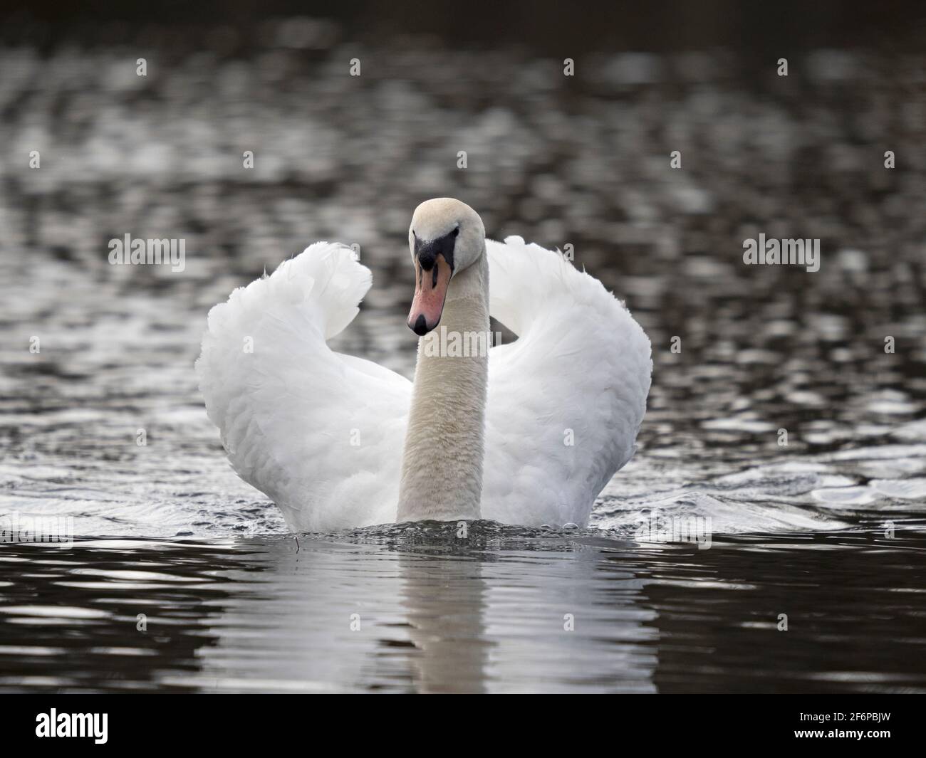Mute Swan, Cygnus olor, männlich, Cley, Norfolk Stockfoto