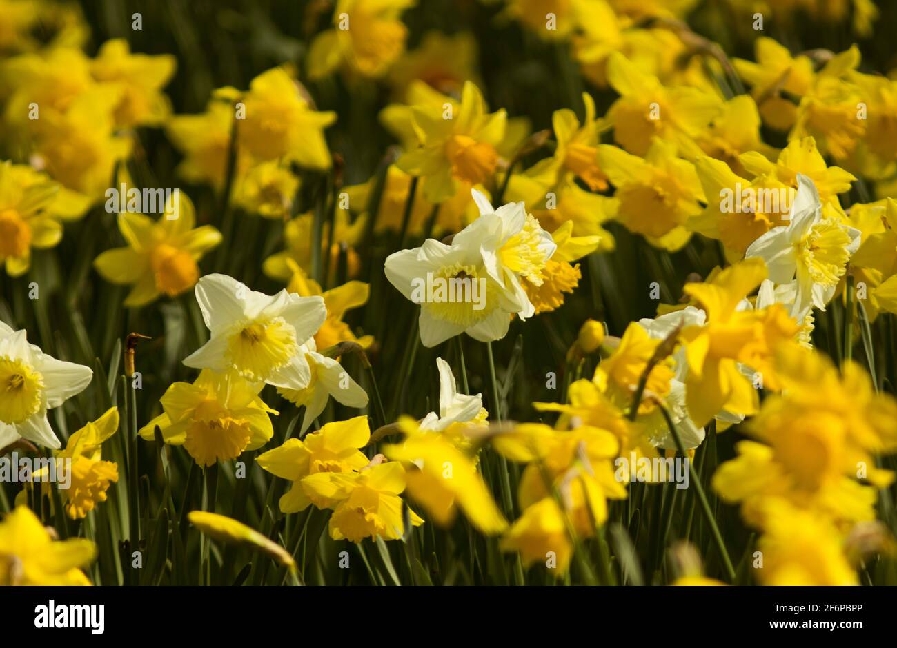 Die Daffodil ist dank ihrer lebendigen Farbe und der frühen saisonalen