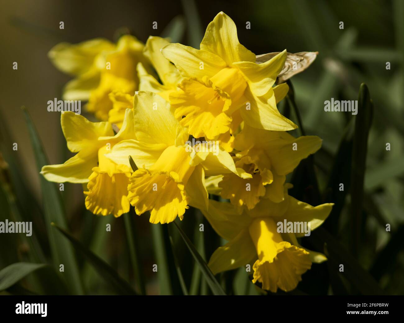 Die Daffodil ist dank ihrer lebendigen Farbe und der frühen saisonalen Blüte eine beliebte Gartenpflanze. Viele Sorten bieten verschiedene Farben und Formen Stockfoto