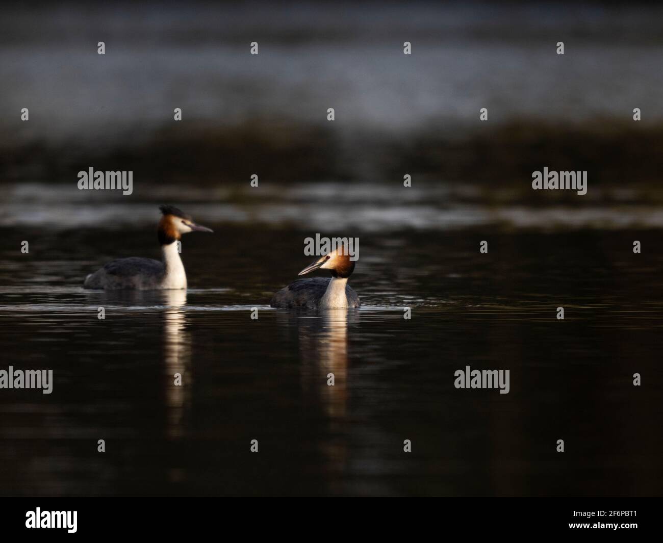 Großer Haubentaucher, Podiceps cristatus im Zuchtgefieder, Norfolk, Frühling Stockfoto