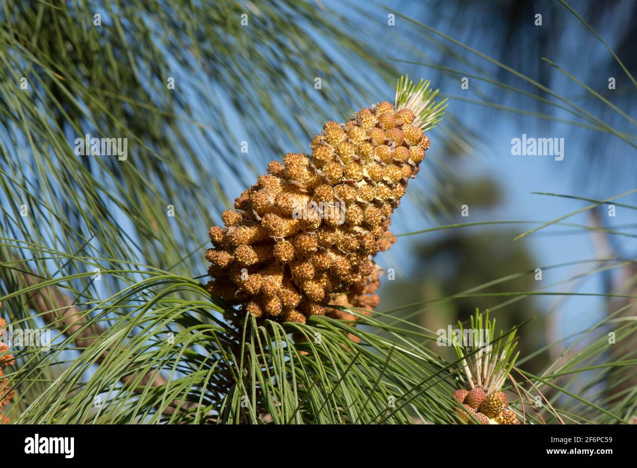 Unreife männliche Zapfen von Pinus canariensis, der Kanarienkiefer, Spanien, Europa. Stockfoto