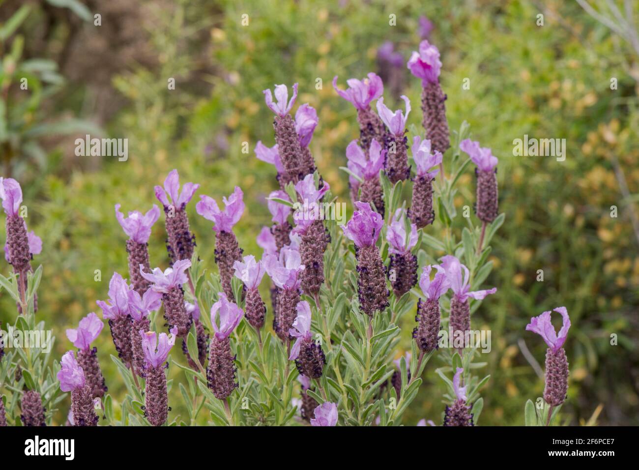 Wilder Spanisch Lavendel, Lavandula Stoechas, Andalusien, Spanien. Stockfoto