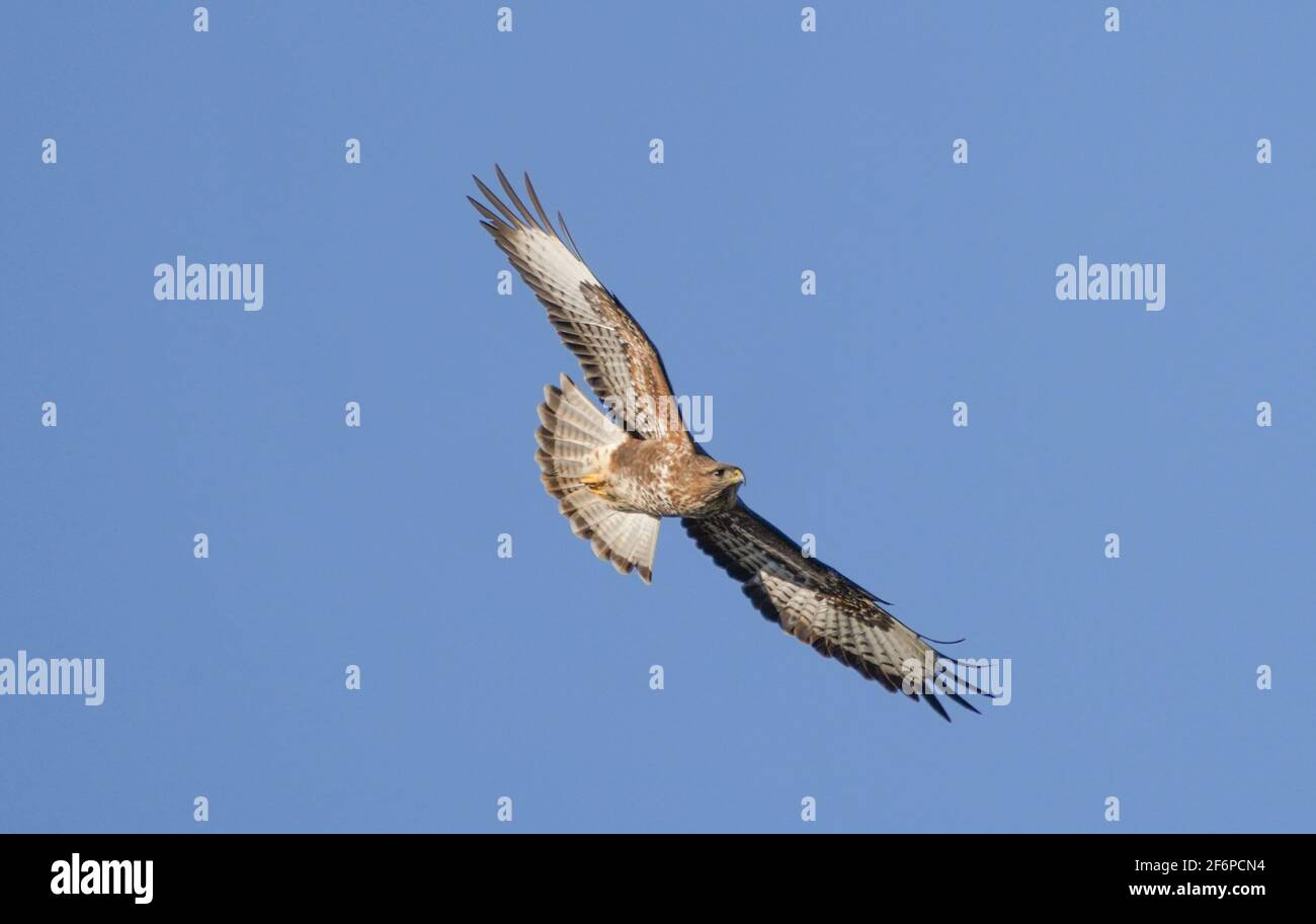 Bussard (Buteo buteo) im Flug, Fliegen, Hochsteigen, Andalusien, Spanien. Stockfoto