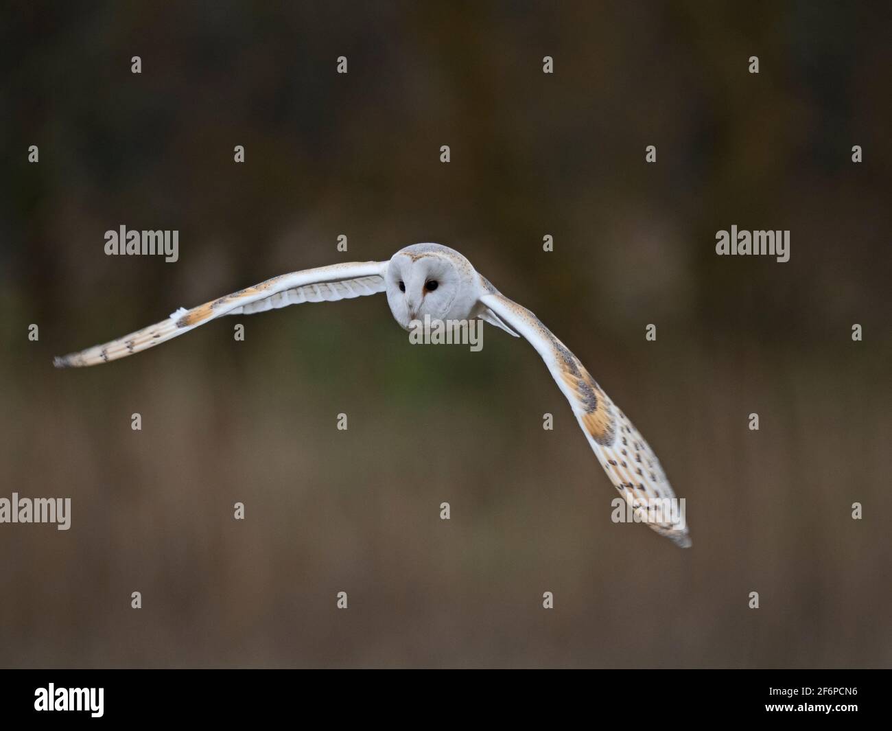 Barn Owl, Tyto alba, Cley, North Norfolk, März Stockfoto