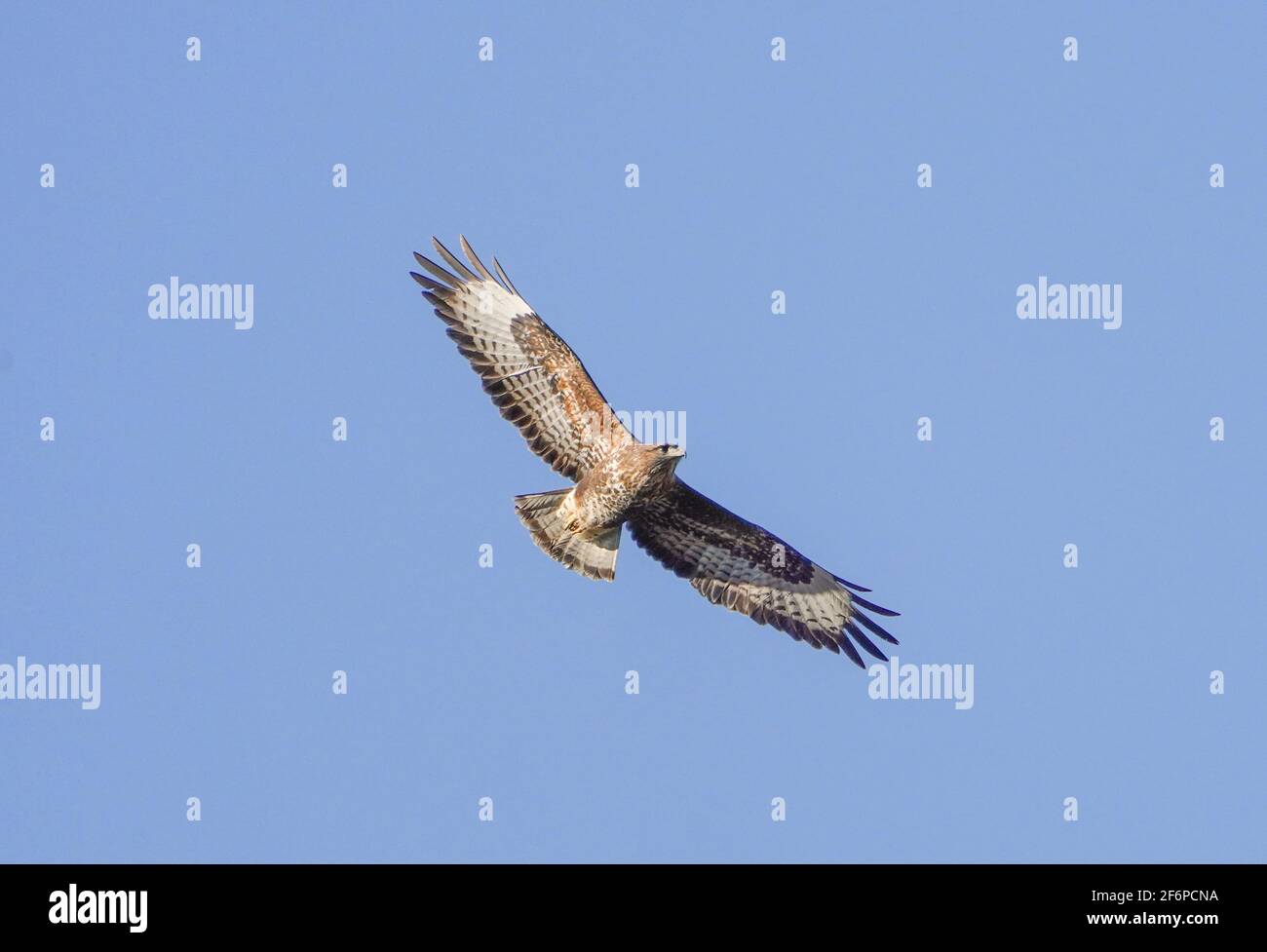 Bussard (Buteo buteo) im Flug, Fliegen, Hochsteigen, Andalusien, Spanien. Stockfoto